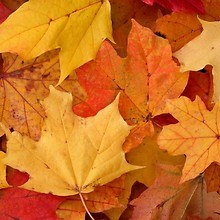 Autumn Colors Kaleidoscope